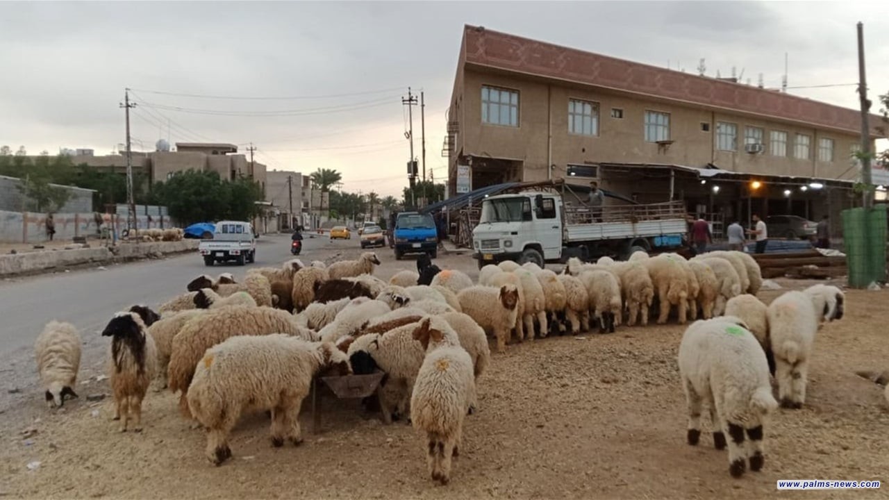 أمانة بغداد تعلن عن إجراءات لمنع النحر العشوائي